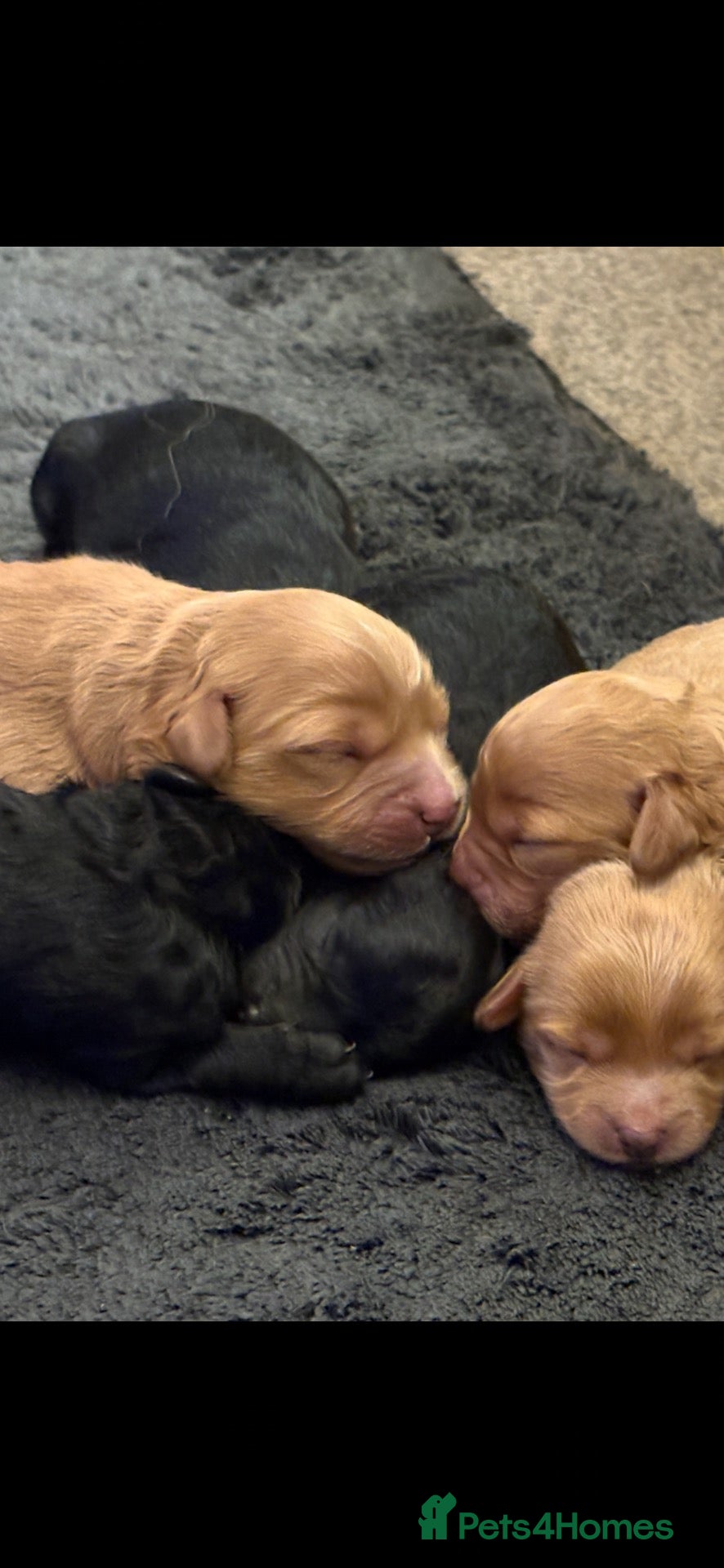 Cavapoo dogs for sale: F1B Cavapoo Puppies ⭐️- Health Tested Parents  - Advert 13