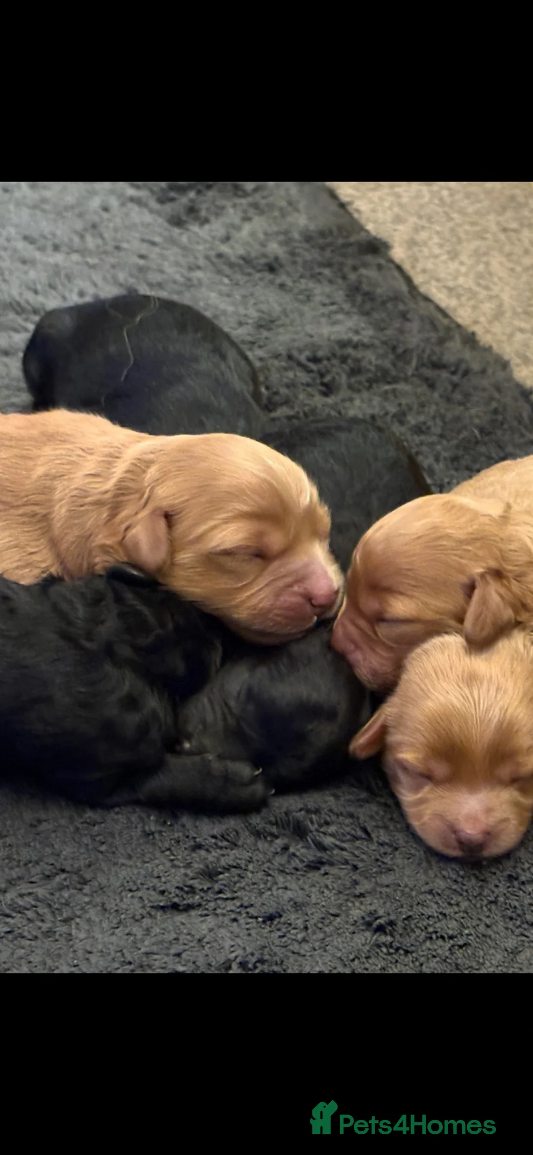Cavapoo dogs for sale: F1B Cavapoo Puppies ⭐️- Health Tested Parents  - Advert 1