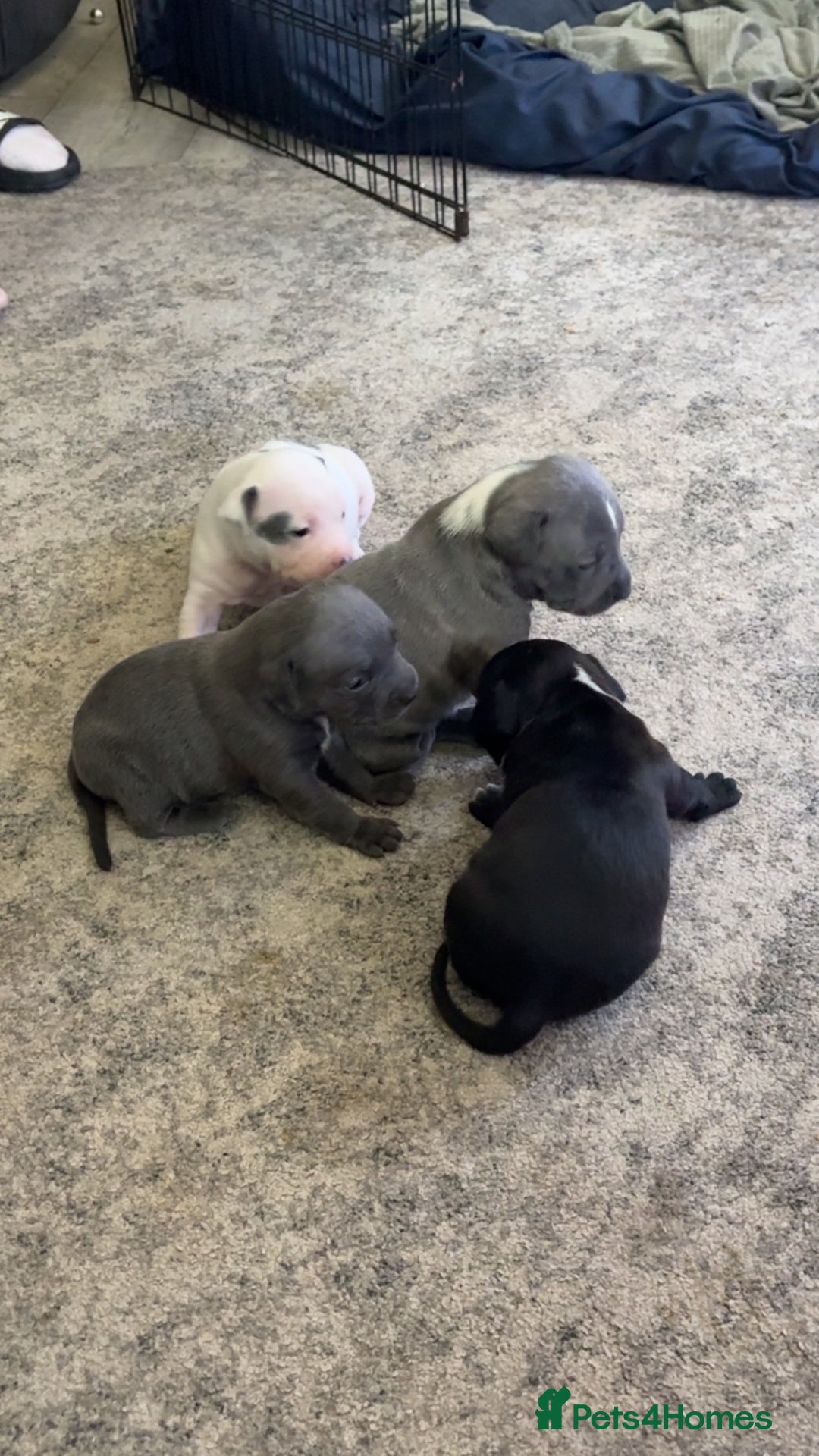 Staffordshire Bull Terrier dogs for sale: Staffy pups for sale  - Advert 12