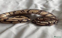 Python Snake reptiles for sale: Young Ball pythons  - Advert 4