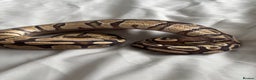 Python Snake reptiles for sale: Young Ball pythons  - Advert 4