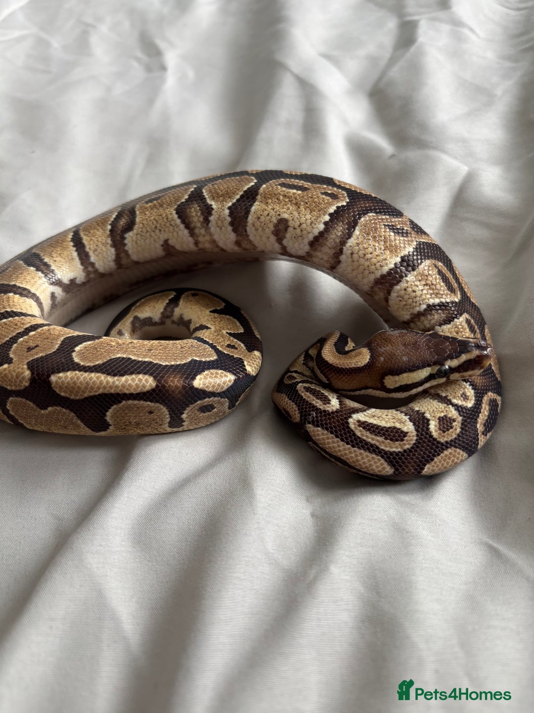 Python Snake reptiles for sale: Young Ball pythons  - Advert 4