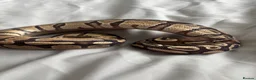 Python Snake reptiles for sale: Young Ball pythons  - Advert 4