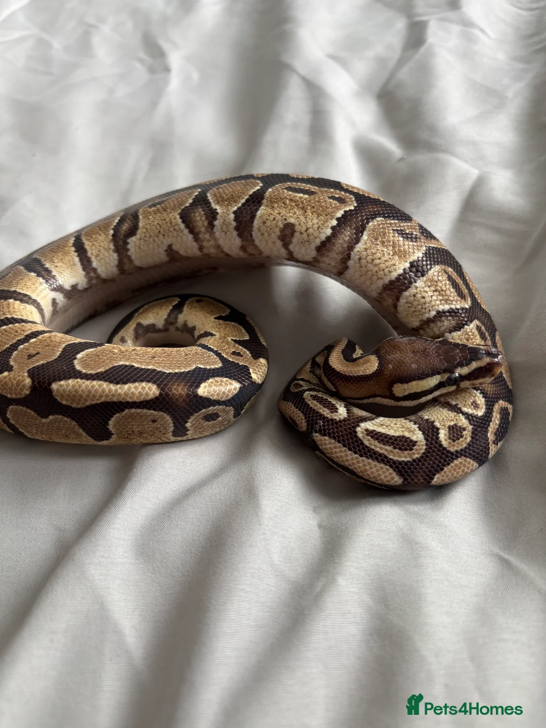 Python Snake reptiles for sale: Young Ball pythons  - Advert 4