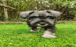 Miniature Schnauzer dogs for sale: Forever Homes Wanted: 2 Schnauzer Boys 🐶 - Image 4