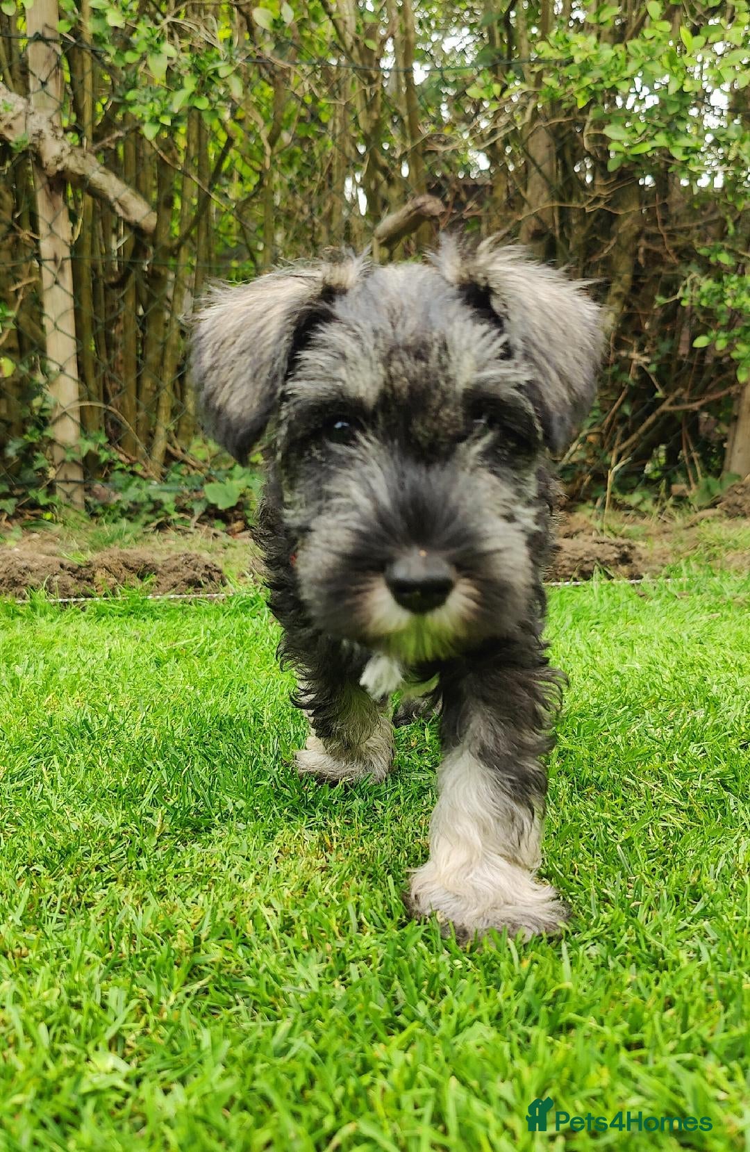 Miniature Schnauzer dogs for sale: Forever Homes Wanted: 2 Schnauzer Boys 🐶 - Image 4