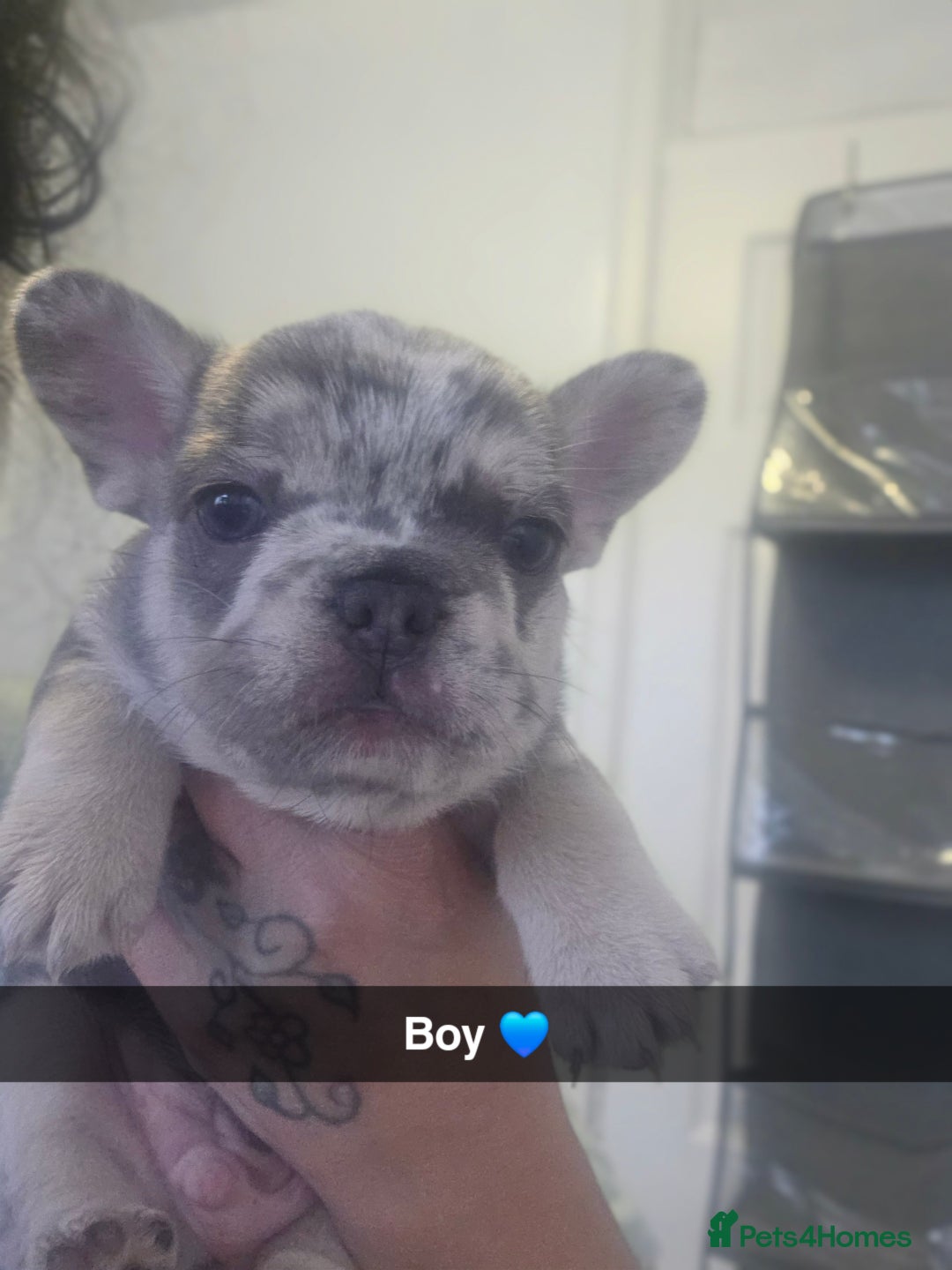French Bulldog dogs for sale: Lilac merle french bulldogs  - Advert 5