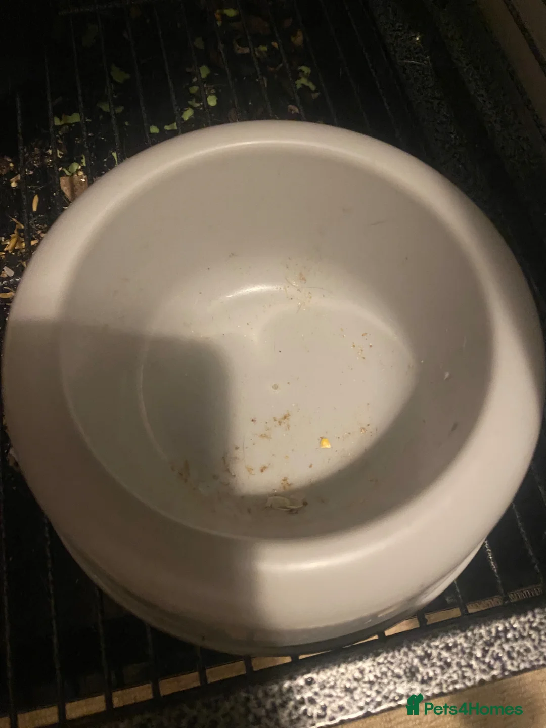 Rat rodents for sale: 2 Rats and Cage for Sale - Advert 11