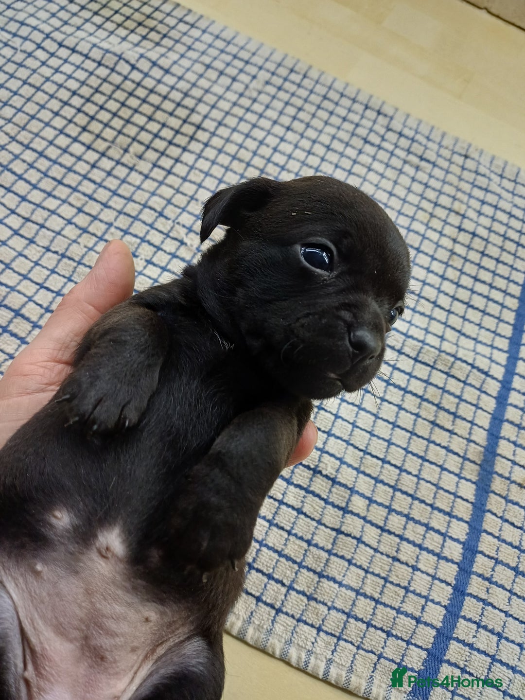 Mixed Breed dogs for sale: Pug x dachshund  ( Daug?) - Image 10