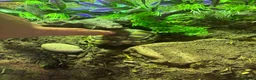 Tortoise reptiles for sale: Herman tortoise  in Hassocks - Advert 5