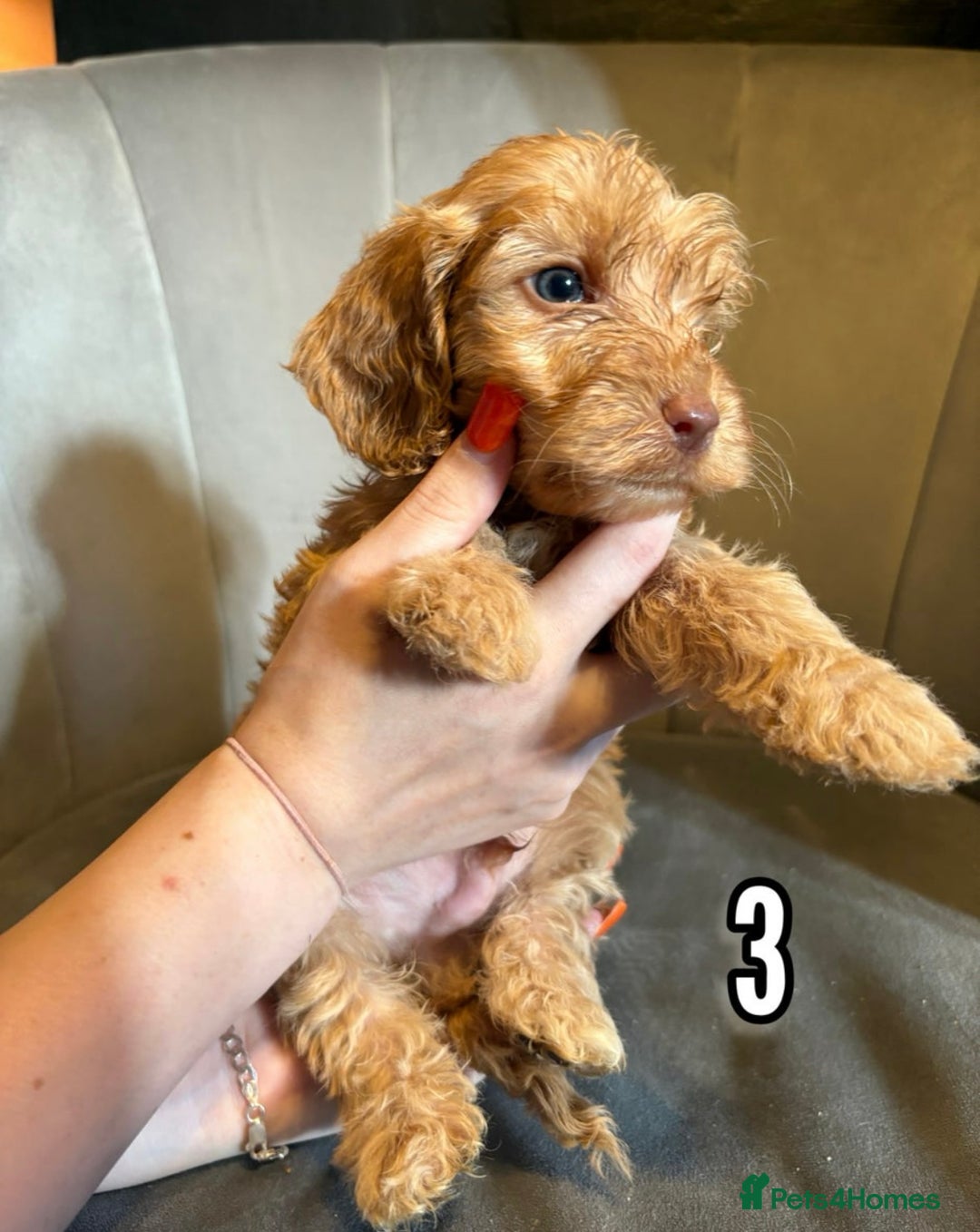 Cockapoo dogs for sale: Lovely Male Cockapoo puppies.  - Image 3