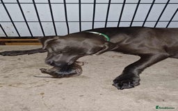 Mixed Breed dogs for sale: Texas Lacy Game Dogs - Image 10