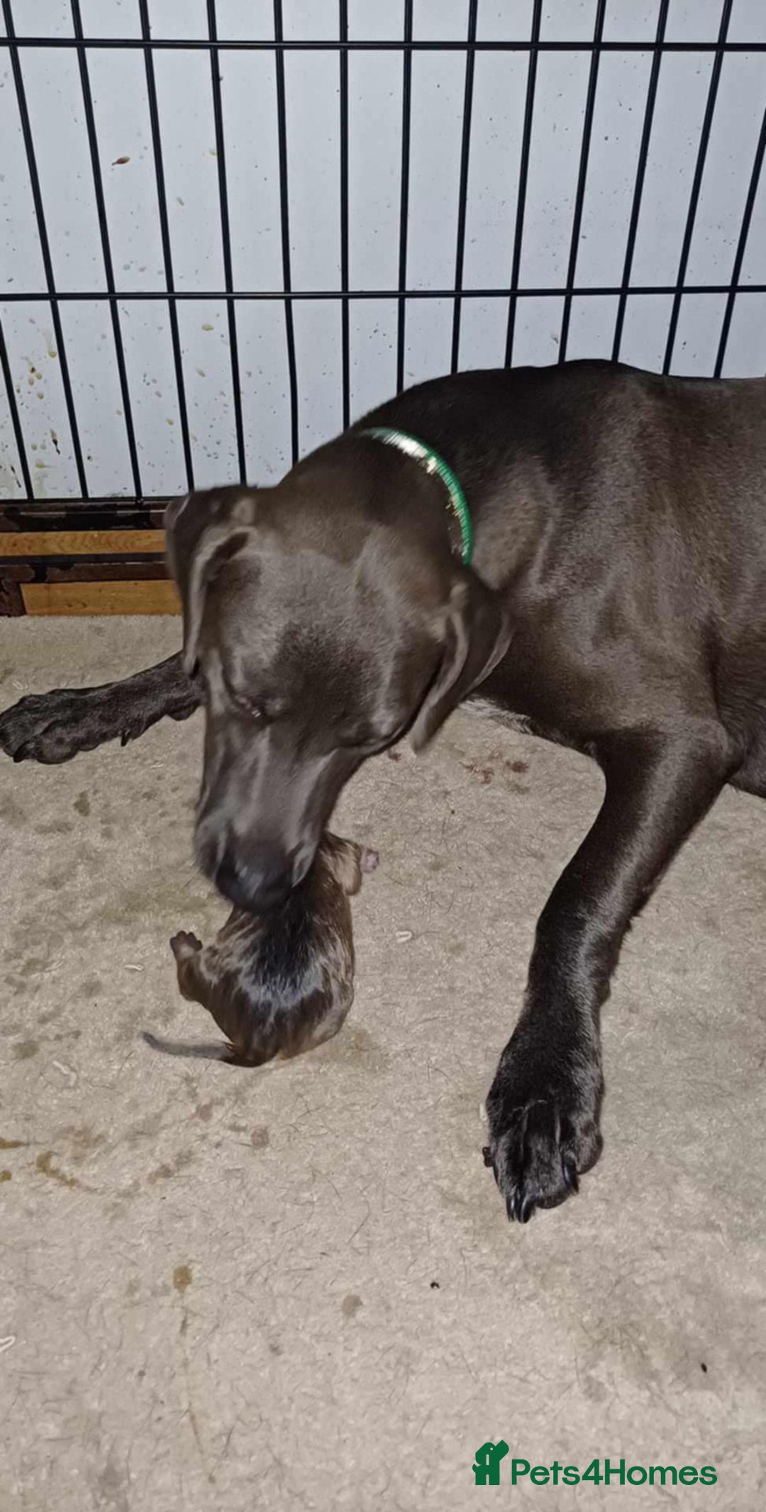 Mixed Breed dogs for sale: Texas Lacy Game Dogs - Image 10