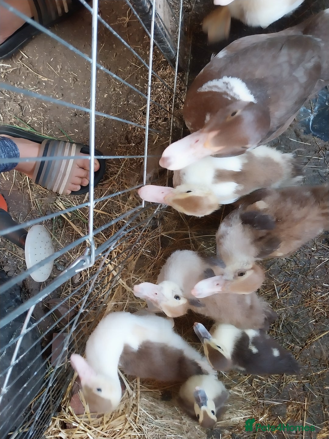 Ducks poultry for sale: Mixed baby Muslovy duck for sale - Image 2
