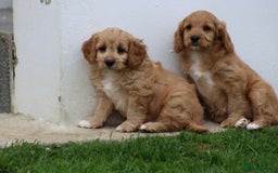 Cavapoo dogs for sale: F1 Cavapoo puppies for sale - Image 22