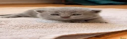 British Shorthair cats for sale: Beautiful British Shorthair Kittens🌸 - Advert 19