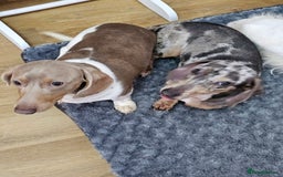 Dachshund dogs for sale: 2 Loving Miniature Dachshunds–Must Stay Together - Image 15