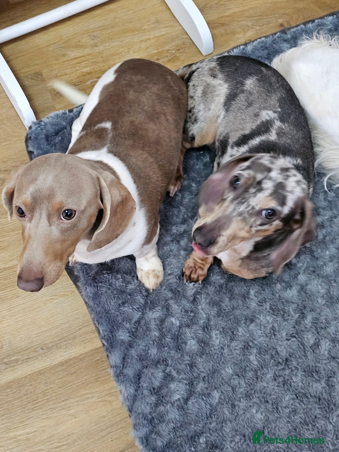 Dachshund dogs for sale: 2 Loving Miniature Dachshunds–Must Stay Together - Image 15