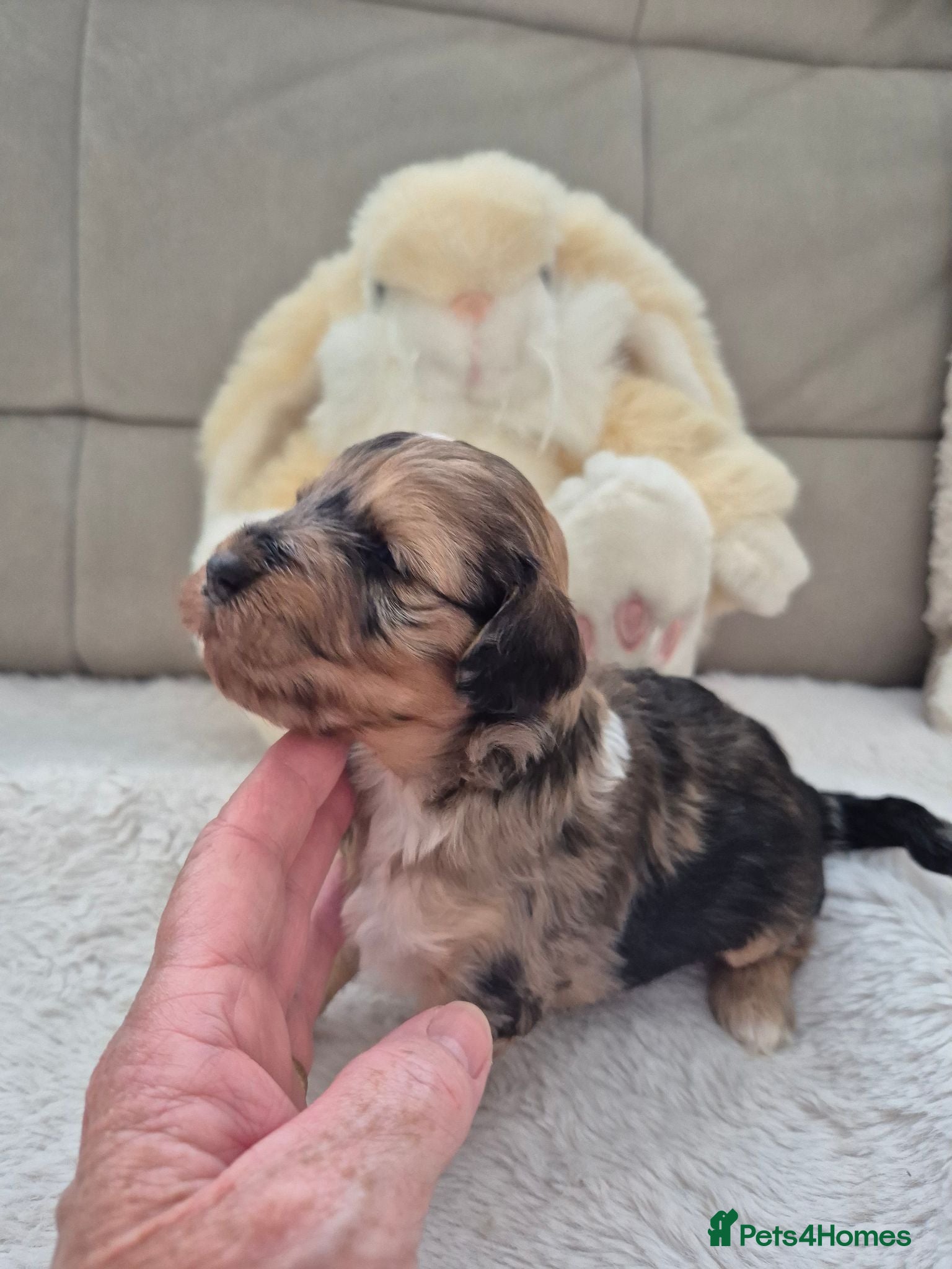 Cockapoo dogs Chocolate/merle cockapoos - Advert 2