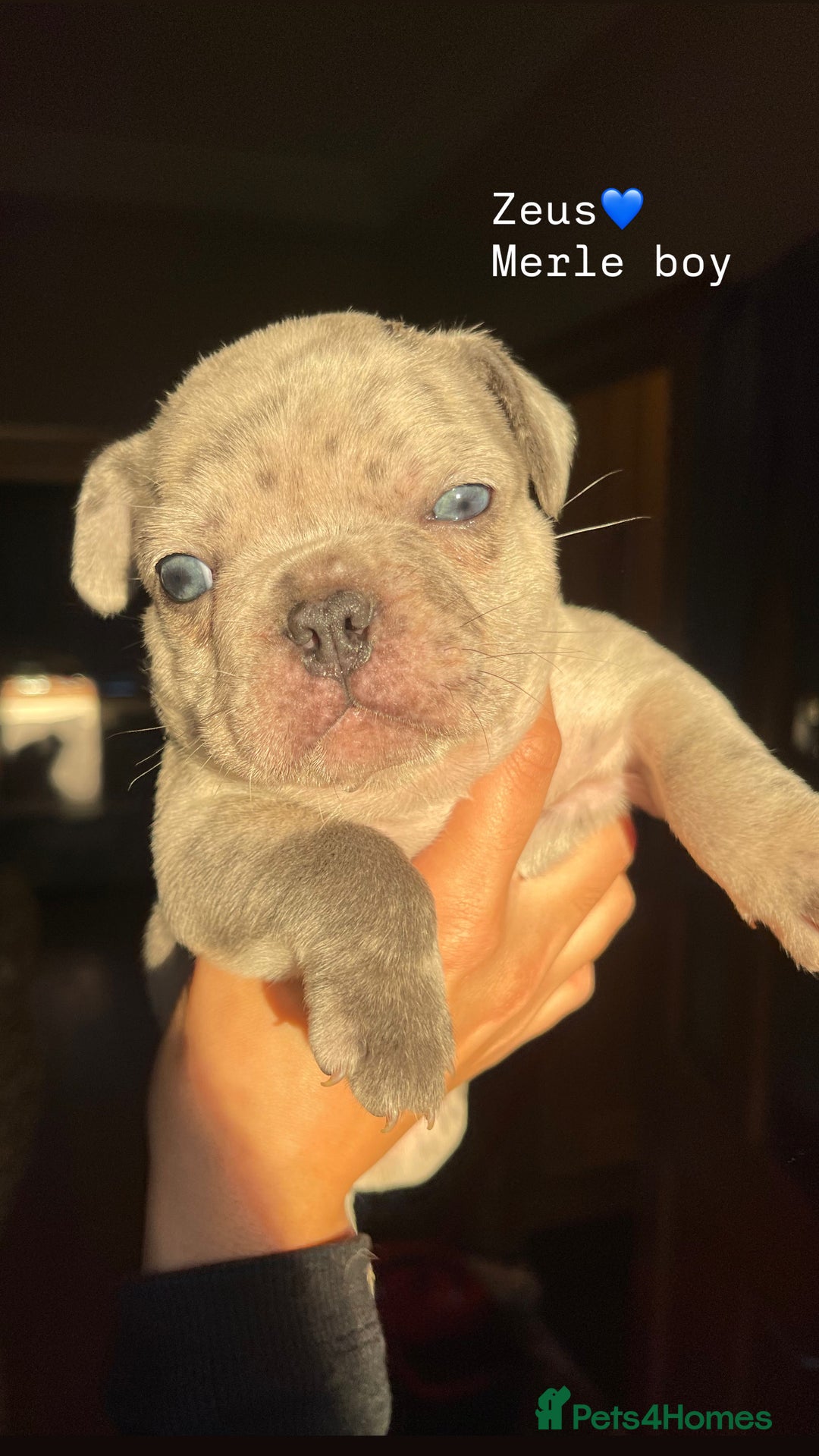 French Bulldog dogs for sale: Gorgeous pied and merle french bulldog puppies🩷💙 - Image 7
