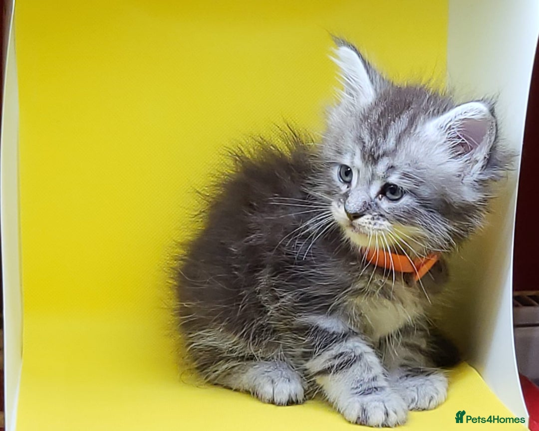 Maine Coon cats for sale: Ready Now Maine Coon kittens - Image 17