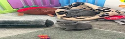 American Shorthair cats for sale: £400 each Last 2 boy British short hair kittens  - Advert 7