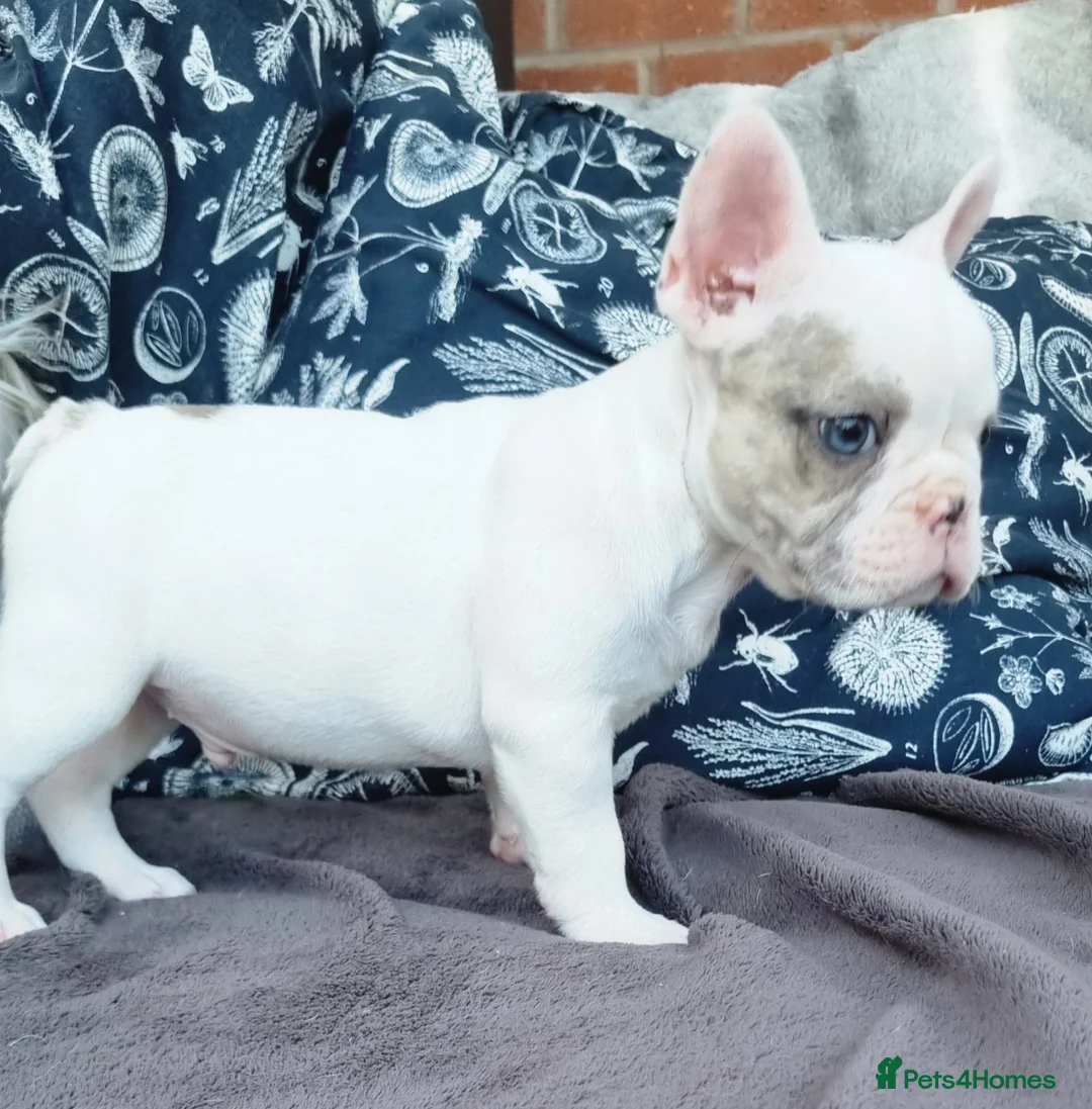 French Bulldog dogs for sale: True Blue eyed pied French Bulldogs - Advert 1