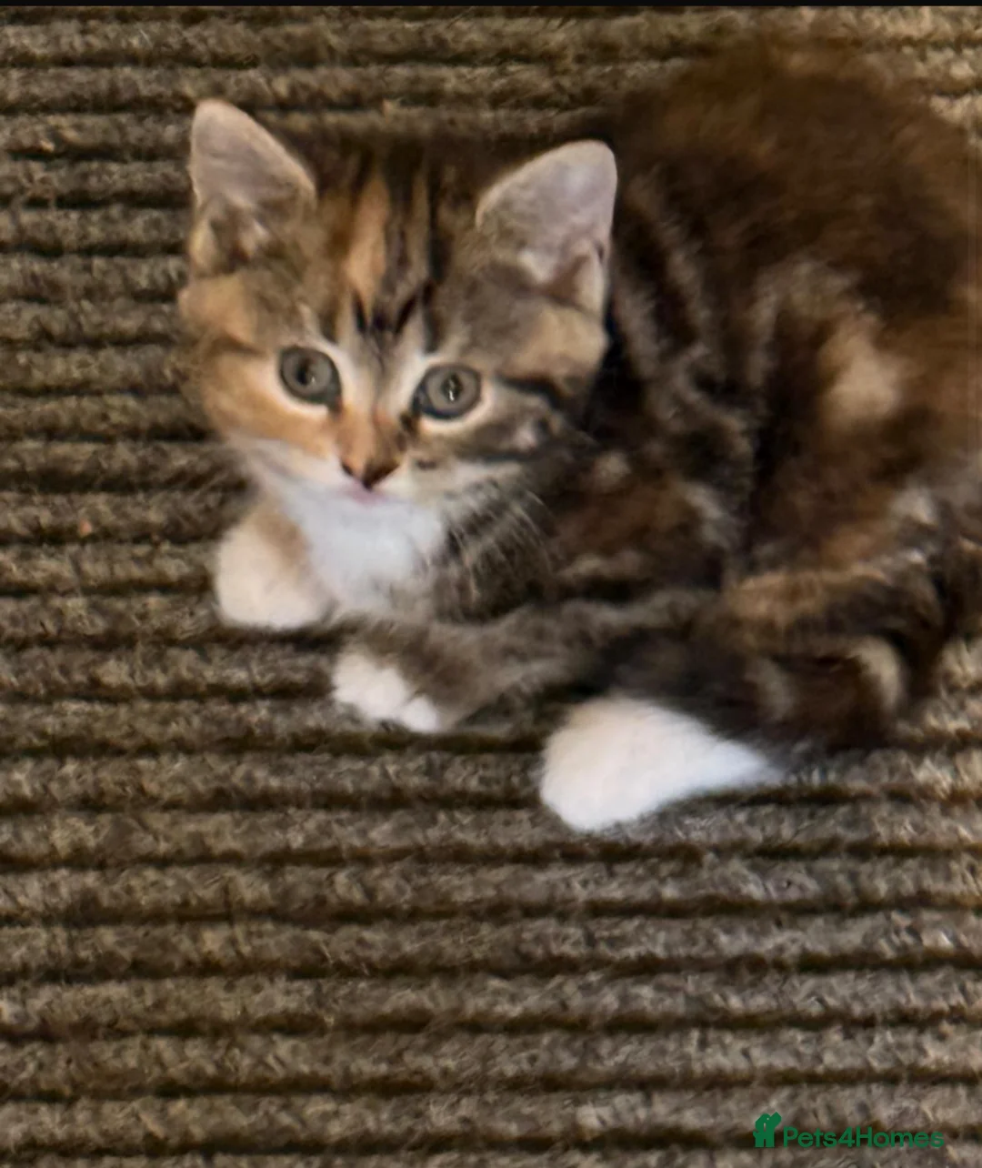 Mixed Breed cats for sale: Kittens for sale - Advert 2