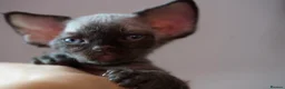 Devon Rex cats for sale: ❤️ Pure Line Devon Rex Kittens Available ❤️ - Advert 17