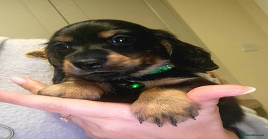 Dachshund dogs KC Miniature Dachshund  - Advert 16