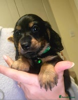 Dachshund dogs KC Miniature Dachshund - Advert 16