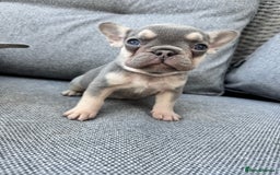 French Bulldog dogs for sale: French bulldog puppies health tested, ready  - Image 5
