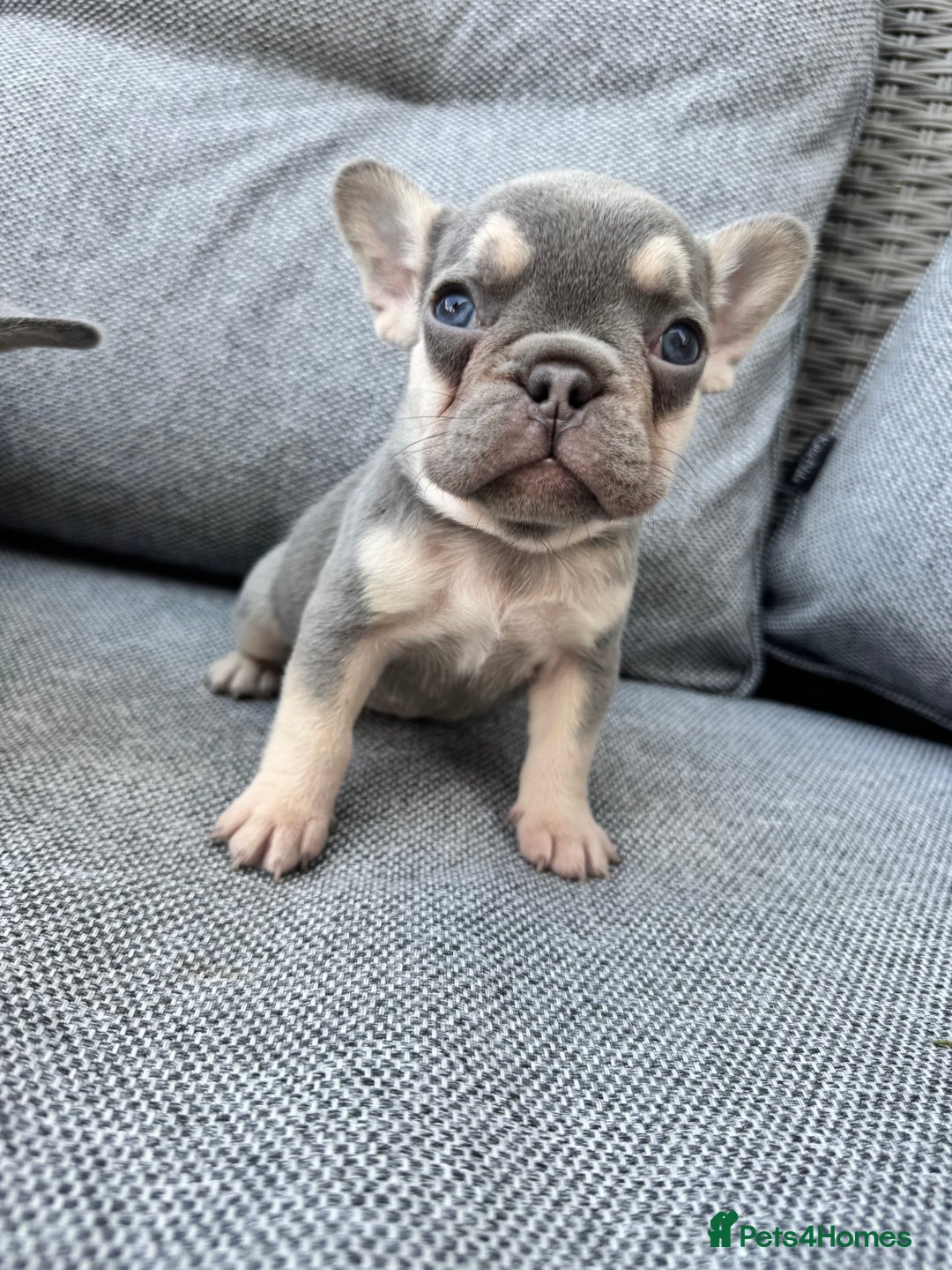 French Bulldog dogs for sale: French bulldog puppies health tested, ready  - Image 5
