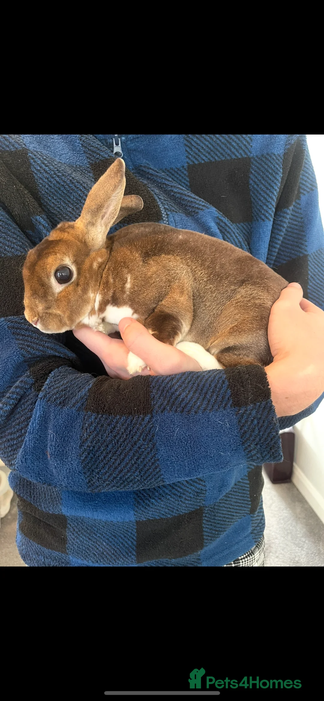 Rex rabbits for sale: Mini Rex (M) for rehoming in Nuneaton - Advert 2