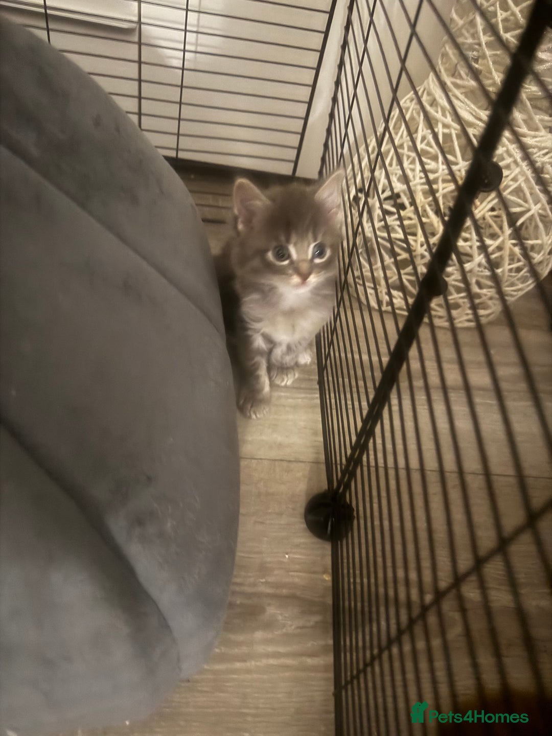 Mixed Breed cats for sale: 3 beautiful grey kittens  - Advert 2