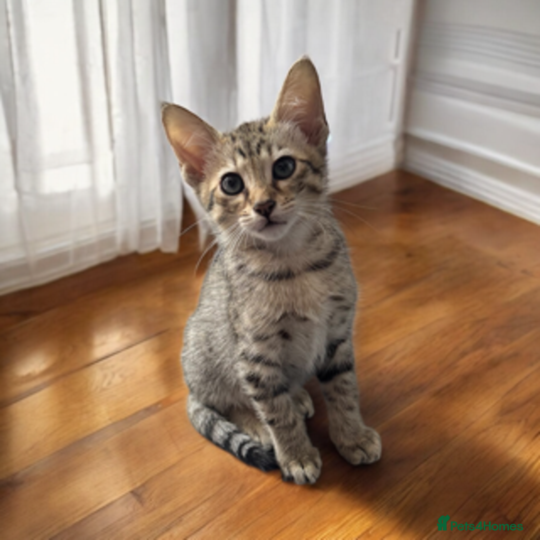 Oriental cats for sale: Gorgeous Oriental Kitten - 1 boy remaining  - Image 4