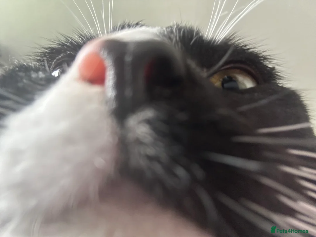 British Shorthair cats for sale: Oreo 2 year old tuxedo male cat  in Leeds - Advert 2