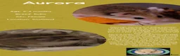 Hamster rodents for sale: Hamsters  - Advert 6