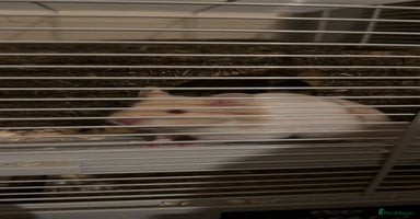 Hamster rodents - Advert 8