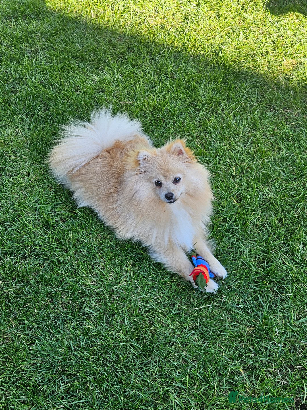 Pomapoo dogs for sale: Fabulous  pomapoo puppies  - Advert 7