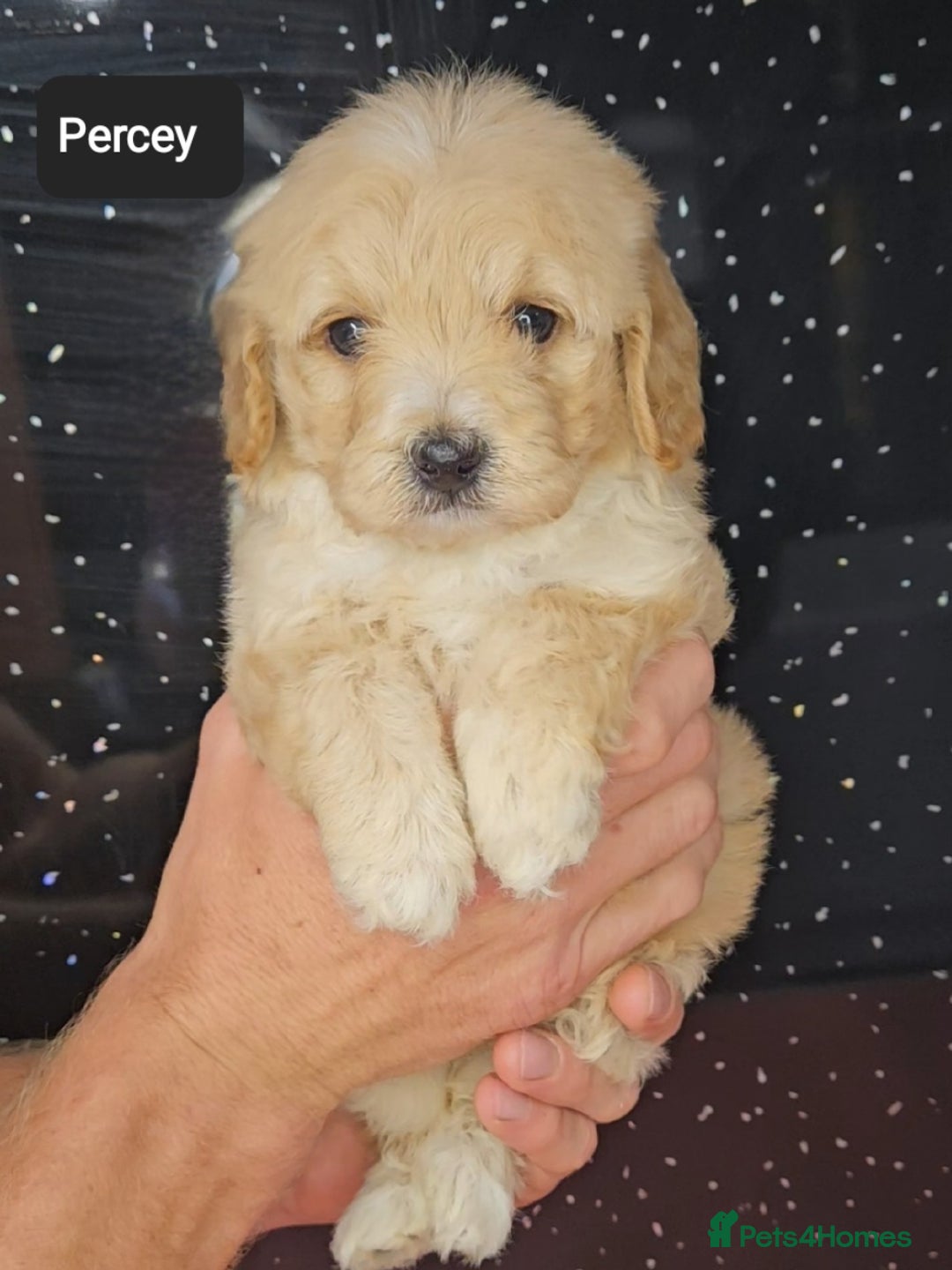 Maltipoo dogs for sale: Quality Champion Apricot Teddy toy Maltipoo's 🧸 - Image 29