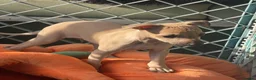 Italian Greyhound dogs for sale: 🐾✨Gorgeous KC Italian greyhound licensed breeder  - Advert 6