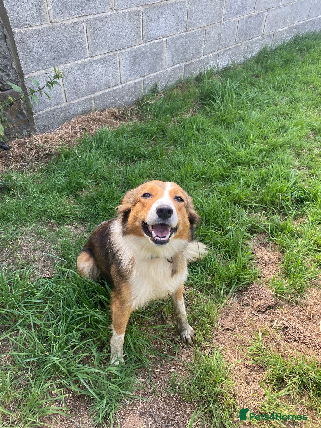 Mixed Breed dogs for sale: Beautiful Welsh Collie x Border Collie Puppies - Advert 28