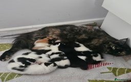 Mixed Breed cats for sale: 4 boys 2 girls - Image 2