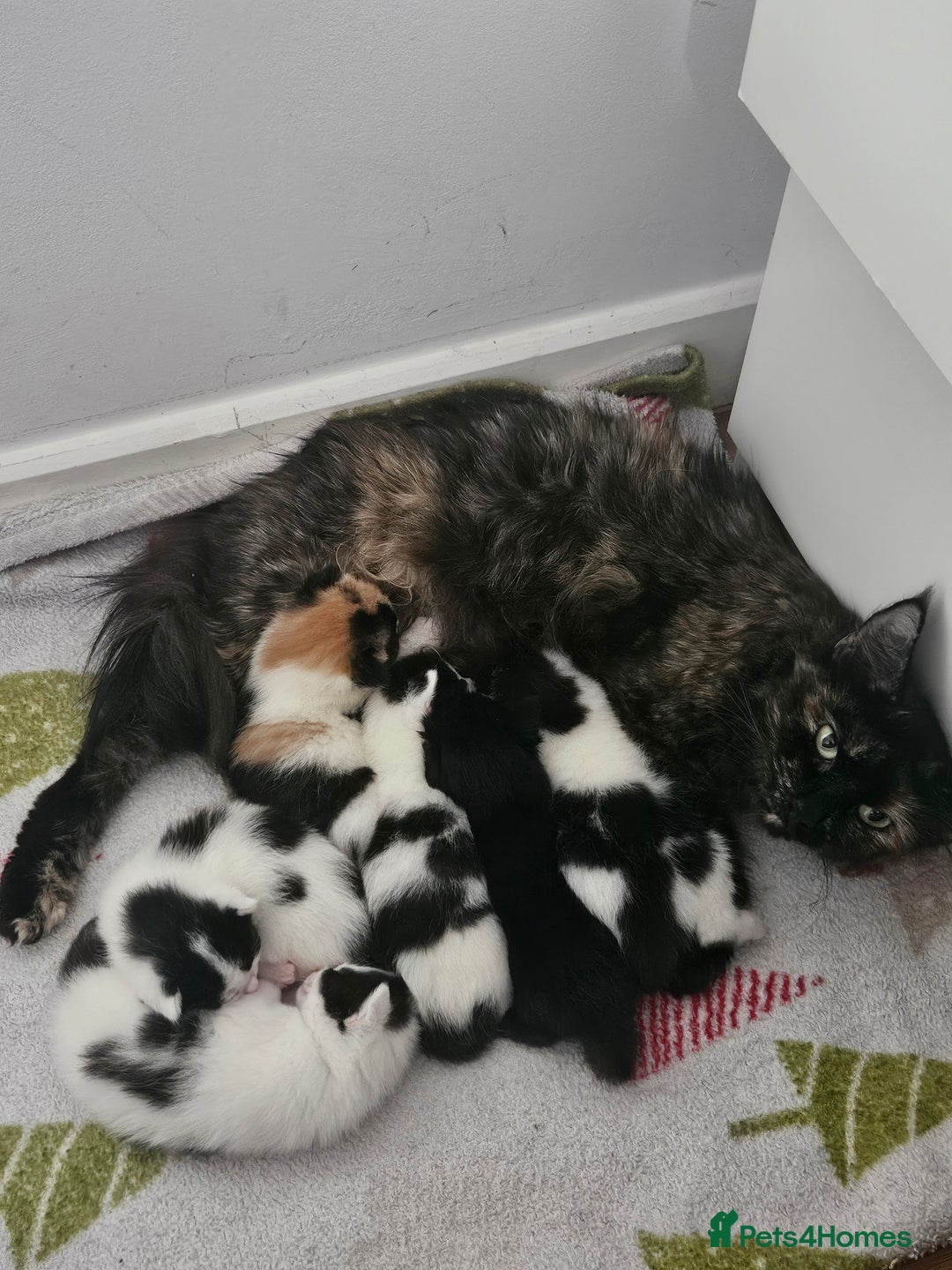 Mixed Breed cats for sale: 4 boys 2 girls - Image 2