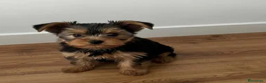 Yorkshire Terrier Puppy 1