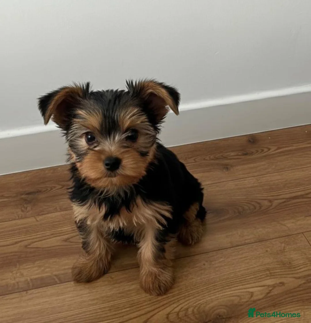 Yorkshire Terrier dogs for sale: Yorkshire Terrier Puppies  - Advert 4