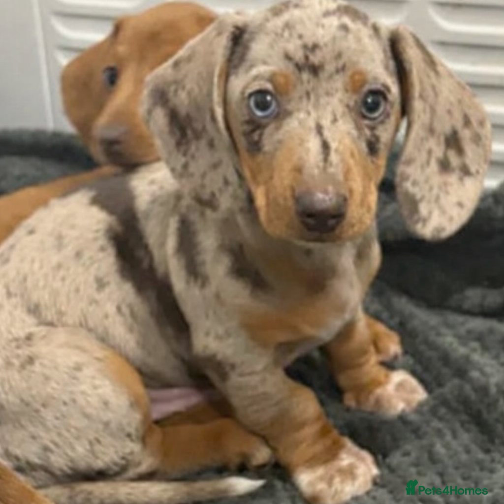 Miniature Dachshund dogs Miniature dachshund  - Advert 7