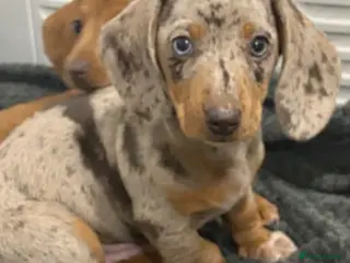 Miniature Dachshund dogs Miniature dachshund - Advert 7