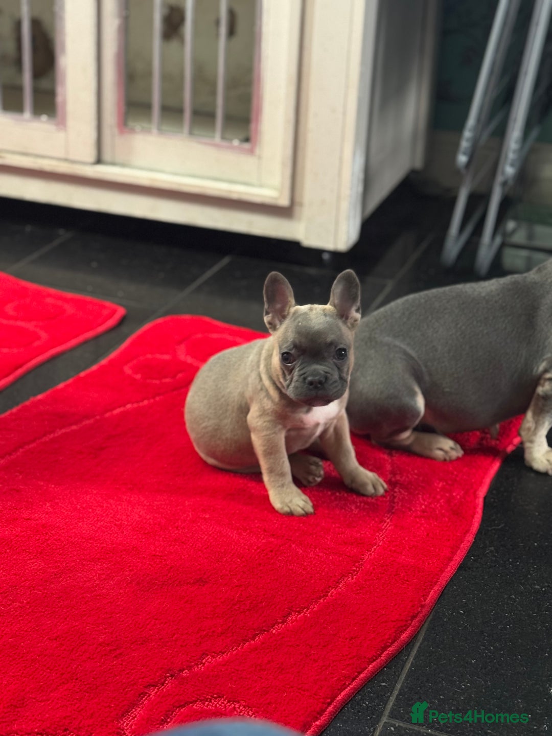 French Bulldog dogs for sale: Last girl left  - Advert 5